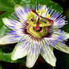 GardenersDream Passiflora 'Caerulea', arbusto da giardino semi-sempreverde, compatto e resistente al freddo, in vaso da 9cm.