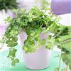 GardenersDream Peperomia rotundifolia - Pianta Trailing Jade - Pianta da Appartamento Compatta 10-15cm