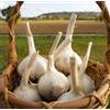 Floriana-Bulbose AGLIONE della Val di Chiana 500 grammi - Il vero "Aglio dei Gourmet"