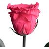 ROSEMARIE SCHULZ Heidelberg Rosa eterna rosa magenta con stelo - vera rosa fucsia 30-35 cm di lunghezza - rosa conservata duratura 3 anni per vaso da fiori, tavolo, decorazione moderna per la casa - Migliori regali per amiche