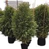 Vivaio Garden Forest Cipresso Leylandii (Cupressocyparis Leylandii), Piante per Siepi, Piante per esterni, Cipresso di Leylandii, Siepe Compatta, Basse e Alte Temperature, Vaso 18cm, H 150cm