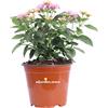 eGarden.store Pianta di Lantana Camara pianta da esterno da fiore ornamentale pianta vera di Lantana venduta da eGarden.store (Rosa v.14 cm)