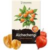 Grounding - Semi di Alchechengi (Physalis, lanterna cinese), 600 semi, altezza 80 cm - Il Physalis alkekengi è ideale per balconi e aiuole. Semina facile, fioritura lunga - qualità europea