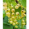 Generico Pianta di RIBES BIANCO 'Blanka' - in vaso 19 cm - h. pianta 70/80 cm
