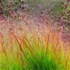 SVI Panicum virgatum Sunburst | 100_Seeds
