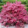 GardenersDream Acer palmatum Beni Maiko | Acero giapponese Pianta da giardino deciduo Arbusto in vaso