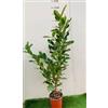 Vivaio Garden Forest - Lauro Lauroceraso (Prunus Laurocerasus Caucasica) - Arbusto Sempreverde per Siepi, H 120 cm in Vaso 18 cm - Pianta da Giardino Resistente, Crescita Rapida, Foglie Verdi Lucide