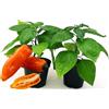 POWERS TO FLOWERS - PEPERONCINO AMARILLO BIO, 2 PIANTE, Vaso 10cm, piante vere