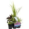 Bloomique - Set di 6 - Piante da Stagno Profumate - Acorus, Geranium, Houttuynia, Mentha, Preslia, Zantedeschia - Zona 1-2 - Alte 15-25 cm - Vaso 9 cm