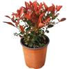 Vivaio Garden Forest Photinia x Fraseri Little Red (Photinia Nana), Pianta per fioriere, Pianta per aiuole, Siepe, Pianta piccola, Giardino, Decorazione, Foglie Sempreverde, Pianta vera, Vaso 18cm