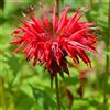 Generic 6x Monarda 'Gardenview Scarlet' - Vaso 9x9 cm - pianta di bergamotto perenne fioritura scarlatta piante da giardino