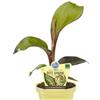 MODIPITRE Pianta di Banana rossa BIO su vaso cm 12 MODIPITRE
