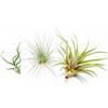 PLANDAIRE - PACK Piante d'aria - Tillandsia Fuchsii Gracilis, T. Bulbosa, T. Capitata Peach - Piante da fiore naturali - Esterni ed interni (3)