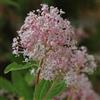 le Georgiche Vivai le Georgiche - Pianta vera di Ceanothus x pallidus Marie Simon Lillà della California 'Marie Simon' - vaso Ø 18 cm