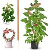 KITDAHOM Bastone per Piante - Palo di Muschio - Supporto Flessibile 70 cm in Fibra di Cocco - Ideale per Monstera e Piante Rampicanti d'Interni con Bastoni di Muschio Fatto a Mano