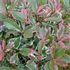 Vivaio di Castelletto Photinia x Fraseri 'Pink Marble' Fotinia Variegata Pianta da Siepe h.40/60 cm Vivaio di Castelletto