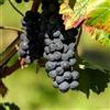 Vivai Decandia Giovanni PIANTA DA FRUTTO UVA FRAGOLA NERA in vaso età 2/3 anni (foto reali)