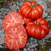 Generic 1/8 grammo Bio-Samen di Costoluto Fiorentino Pomodoro Convenzionale e Biologico