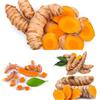 Generic curcuma, per la con giardino di curcuma selvatiche rare per decorazioni autunnali, verdi sostenibili appartamento 225semi
