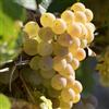 Vivai Decandia Giovanni PIANTA DA FRUTTO UVA FRAGOLA BIANCA in vaso età 2/3 anni (foto reali)