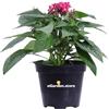 eGarden.store Pianta di Pentas Pianta di Stella egiziana pianta da esterno pianta da fiore pianta ornamentale di Pentas pianta vera venduta da eGarden.store (Fucsia)
