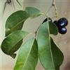 le Georgiche Vivai le Georgiche - Pianta vera di Syzygium cumini Eugenia cuminii Prugna di Malabar, Prugna di Giava - altezza alla vendita 80-100 cm
