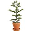 Vivaio Garden Forest Araucaria heterophylla Pino di Norfolk