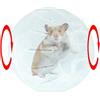 Genérico Ruota di esercizio per criceto | Animali piccoli | Giocattolo trasparente per correre per gerbilli, topi, criceti nani, dorati