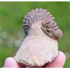 Trilobite - Crotalocephalina (Crotalocephalus) Gibbus - Devoniano - Marocco