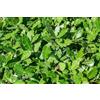 Vivaio Garden Forest Alloro (laurus nobilis) pianta vera per siepe, h 150cm, vaso 18cm, piante da siepe per giardino