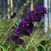 le Georgiche Vivai le Georgiche - Pianta vera di Buddleja davidii Black Knight - vaso Ø 18 cm