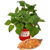 P. Piantine da Orto | Yacon - Carota Dolce - Smallanthus Sonchifolius, Vaso Diametro 14 cm, Pianta Pronta per il Trapianto, Pianta Vera da Esterno, Frutti Esotici, Vivaio Italiano