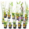 vdvelde.com - Piante acquatiche 12 pezzi con 3 cestini da laghetto | Specie ossigenanti e fioriture di riva per il giardino acquatico, profondita da 1 a 10 cm