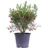 eGarden.store Pianta vera di Boronia Heterophylla ornamentale fiore rosa da arredo esterno enduta da eGarden.store