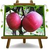 EURO PLANTS VIVAI Melo Annurca Pianta da Frutto Antico rtà 2 anni | Vaso 20 cm - Altezza 150~170 cm