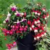 GardenersDream Collezione di 3 piante pronte da giardino Fucsia - Arbusti resistenti per esterni in vaso mix