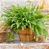GardenersDream Nephrolepis Felce di Boston di 25-35 cm | Pianta Sempreverde | Casa o ufficio