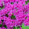 GardenersDream 1 Azalea Viola Giapponese: arbusto sempreverde resistente da giardino in vaso.