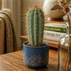 GardenersDream Pachycereus Pringlei: Affascinante Cactus Colonare in Vaso Purifica l'aria e decora davanzali, scrivanie e mensole. Pianta d'appartamento unica