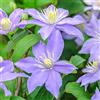 GardenersDream Clematide Justa - Pianta rampicante con fiori blu e foglie decidue