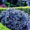 GardenersDream 1 pianta resistente in vaso di Ceanothus 'Yankee Point', arbusto sempreverde di California Lilac.