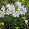 Generic 1 PIANTA DI PLATYCODON BIANCO CAMPANULA VASO 12CM PERENNE