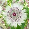 GardenersDream Astrantia Florence Piante da Giardino Pronte per Esterni Pianta Perenne Resistente in Vaso