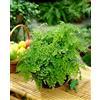Generic 1 PIANTA DI ADIANTUM RADDIANUM FRAGRANS VASO 12CM PIANTA DA APPARTAMENTO