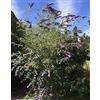 Generico Buddleja Davidii albero della farfalla vaso 20 100 cm