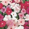 SVI Vinca Semi Pervinca Piccolo si mescola 100 semi (Vinca Rosea Nano)