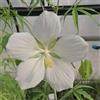 le Georgiche Vivai le Georgiche - Pianta vera di Hibiscus coccineus Bianco Ibisco - vaso Ø 16 cm