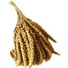 Generico Spighe di panico 1kg, Snack per Uccelli Esotici, Cocorite, Pappagallini, Inseparabili, Canarini e Cardellini, Antistress da Gabbia