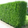 le Georgiche Vivai le Georgiche - Pianta vera di Thuja plicata Atrovirens Tuia - vaso Ø 17 cm