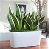 GT BIO TERRE DI ROMAGNA Sansevieria Trifasciata Lingua di Suocera, Pianta da Interno ed Esterno, Vaso 12 cm, Made in Italy